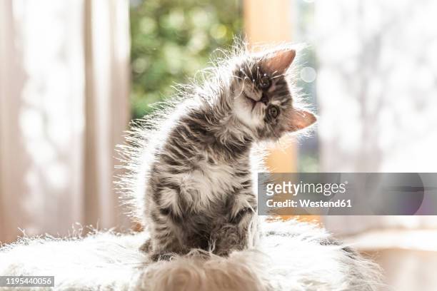 portrait of cute fluffy kitten tilting head - kopf zur seite neigen stock-fotos und bilder
