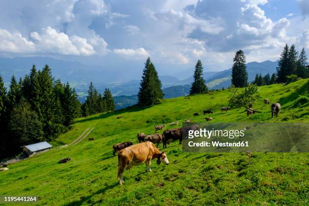germany, bavaria, sonthofen, cattle grazing in allgau alps - allgau stock pictures, royalty-free photos & images