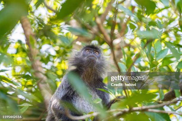 scimmia lutung argentata seduta sull'albero - sarawak state foto e immagini stock