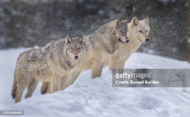 wolf in yellowstone in the winter - wolf imagens e fotografias de stock