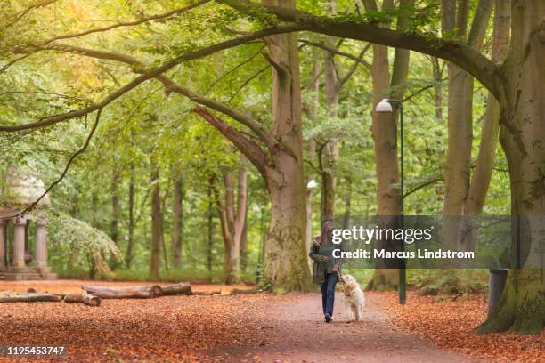 frau für einen spaziergang mit ihrem hund - labradoodle stock-fotos und bilder