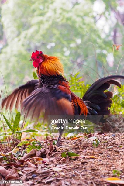 red junglefowl (gallus gallus) singapore - gallus gallus photos et images de collection