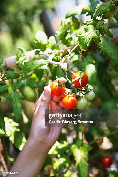 human hand picking tomato - tomato harvest stock-fotos und bilder