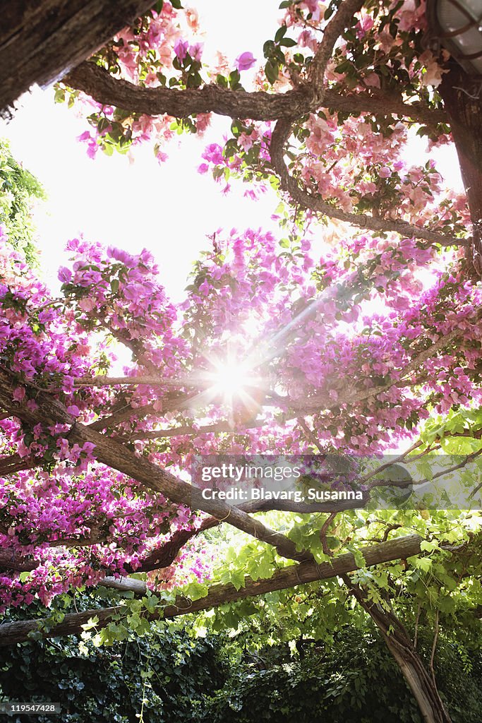 Sun shining through tree blossom