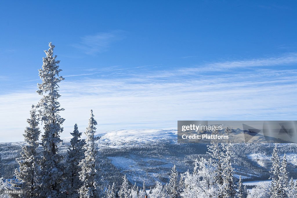 Winter landscape with forest