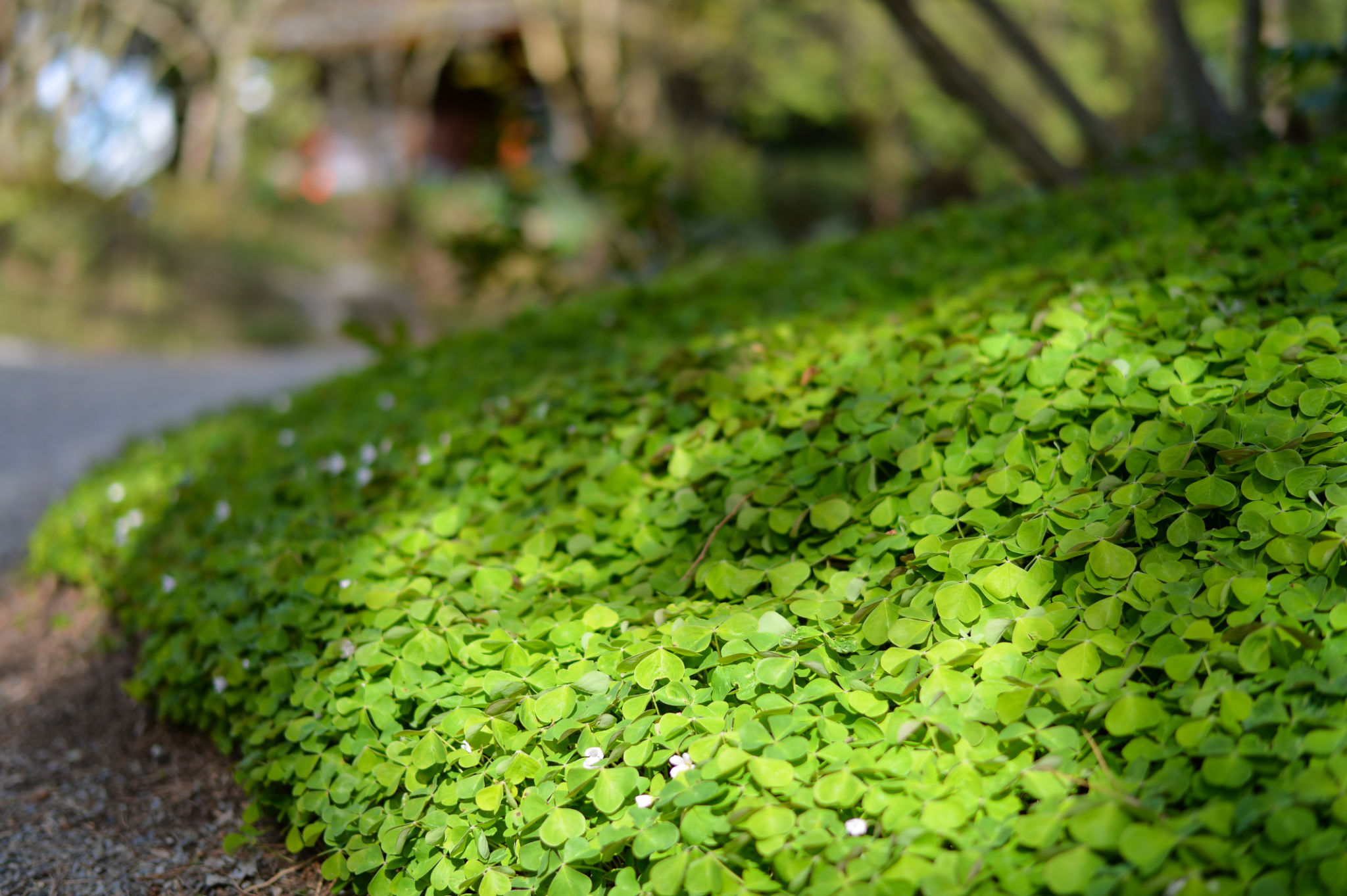 green clover lawn