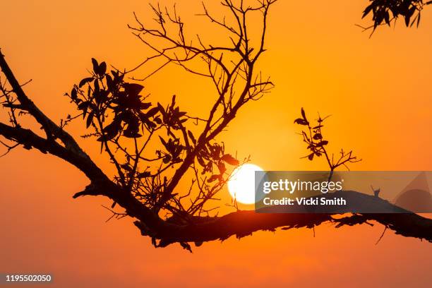 orange colored sunrise with silhouetted tree branches through the smoke haze - bruma de calor fotografías e imágenes de stock