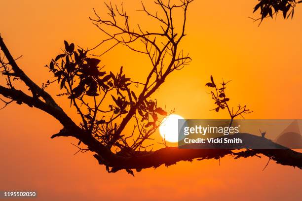 orange colored sunrise with silhouetted tree branches through the smoke haze - heat wave stock pictures, royalty-free photos & images