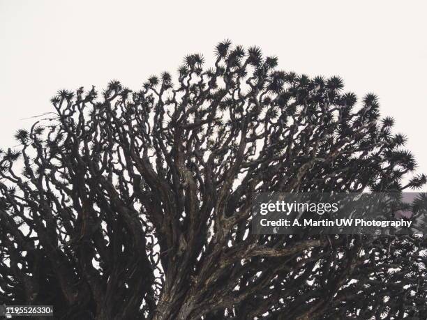 dragon tree (icod de los vinos, spain) - draco the dragon constellation stock pictures, royalty-free photos & images