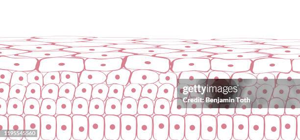 skin tissue cells - tissue anatomy stock illustrations