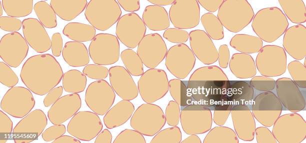 illustrations, cliparts, dessins animés et icônes de tissu adipeux - cellule adipeuse