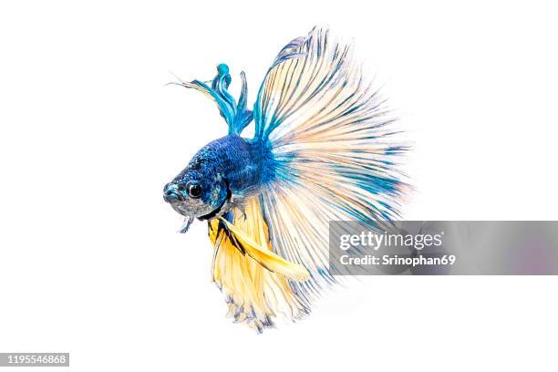 siamese fighting fish, betta isolated on white background. betta fish, siamese fighting fish, betta splendens, betta fish, halfmoon macaw blue & yellow, isolated on a white background - siamese fighting fish stockfoto's en -beelden