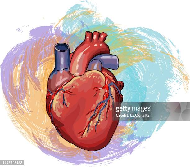 menschliches herz zeichnung - human heart stock-grafiken, -clipart, -cartoons und -symbole