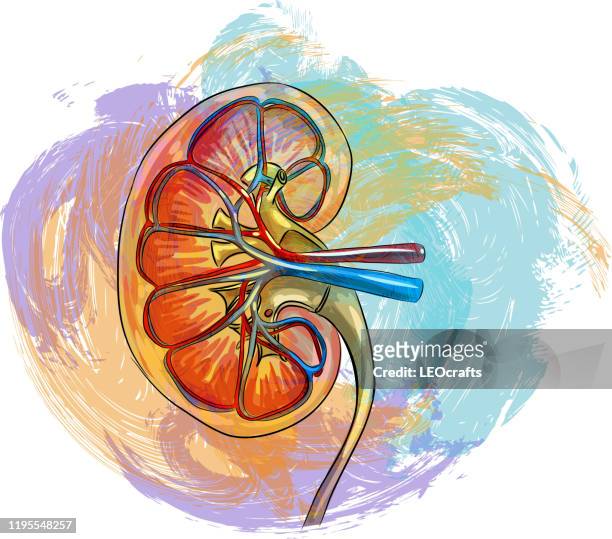 stockillustraties, clipart, cartoons en iconen met menselijke nier tekening - human kidney