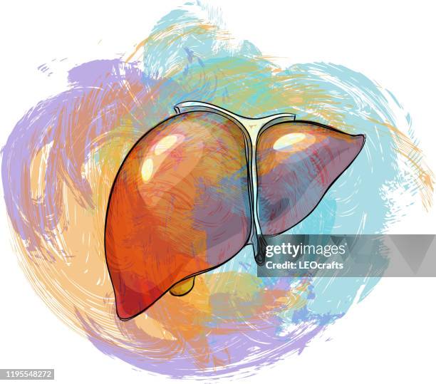 human internal liver drawing - human digestive system stock illustrations