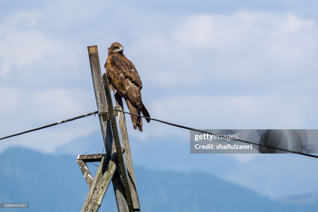 Wild eagle resting on electrical wire waiting for prey.