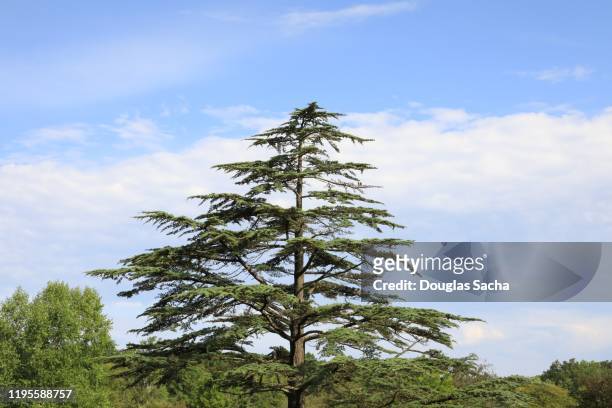 cedar of lebanon tree (cedrus-libani) - cedar tree fotografías e imágenes de stock
