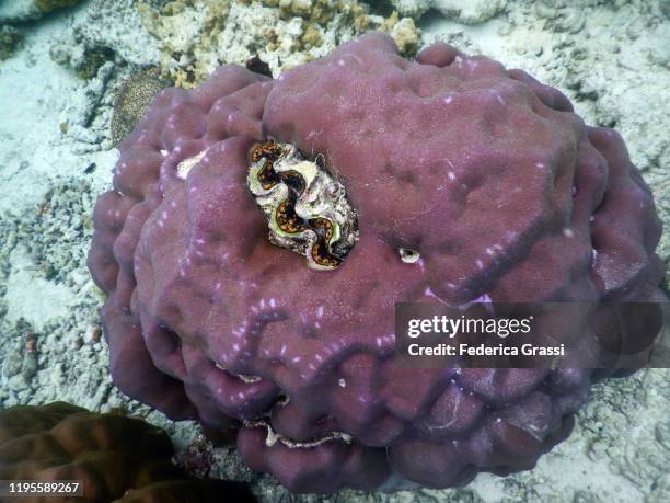 tridacna clam or giant clam, fihalhohi island, maldives - boring clam stock pictures, royalty-free photos & images