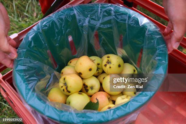 collected defective organic apples in a basket lined with plastic bag - apple rot stock pictures, royalty-free photos & images