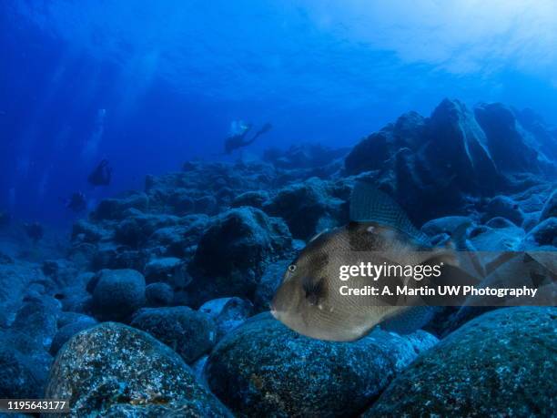 underwater scene with trigger fish and scuba divers - lecho del mar fotografías e imágenes de stock