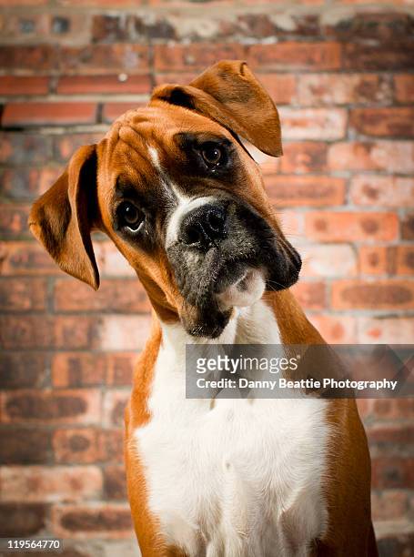 cute dog - kopf zur seite neigen stock-fotos und bilder