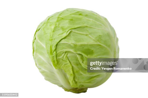 green cabbage isolated on white background - organic cabbage stock pictures, royalty-free photos & images