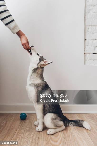 owner feeding his dog - sitting indoor stock pictures, royalty-free photos & images