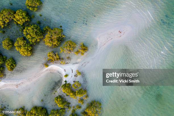 aerial view of patterns from the sand and ocean at low tide with mangrove trees - australien meer stock-fotos und bilder