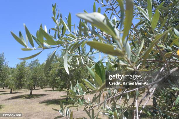 olive orchard tress - orchard stock pictures, royalty-free photos & images