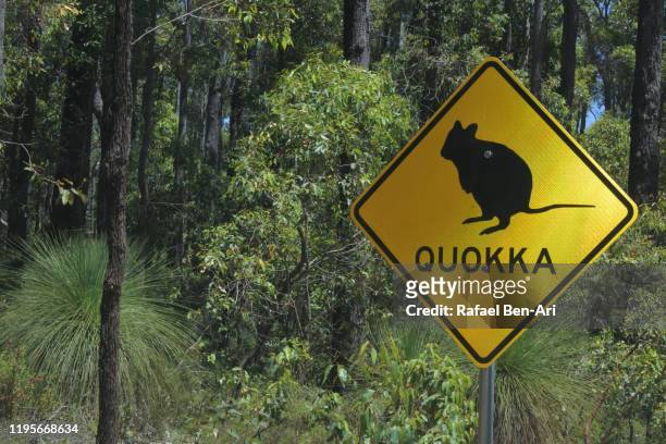 beware of the quokka road sign in australia - quokka photos et images de collection