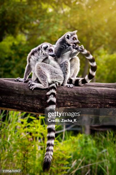 twee lemuren op gevallen boomstam - lemur stockfoto's en -beelden