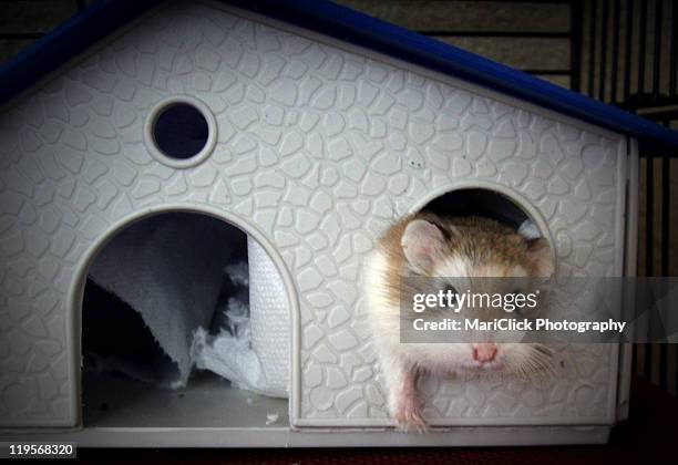 hamster roborovski - roborovski hamster stock pictures, royalty-free photos & images