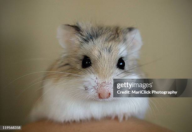 hamster roborovsky - roborovski hamster stock pictures, royalty-free photos & images