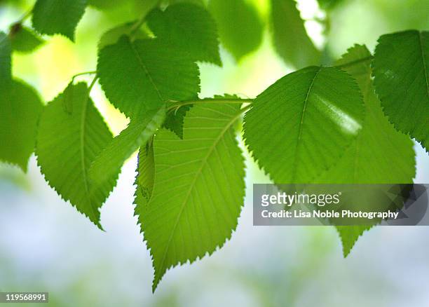 new leaves in spring - ulmaceae stock pictures, royalty-free photos & images
