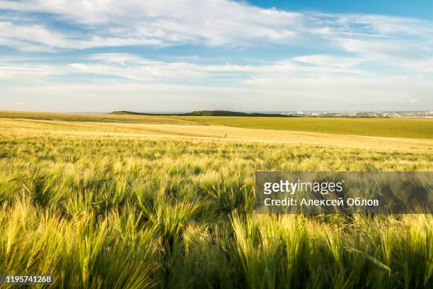 wheat field at sunset - normandie stockfoto's en -beelden