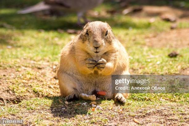 the gopher dog eat nuts - funny groundhog fotografías e imágenes de stock