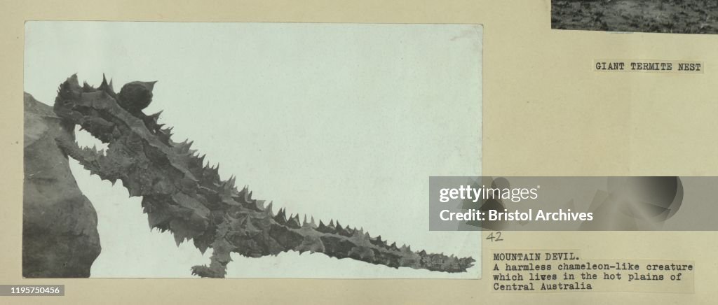 A mountain devil
