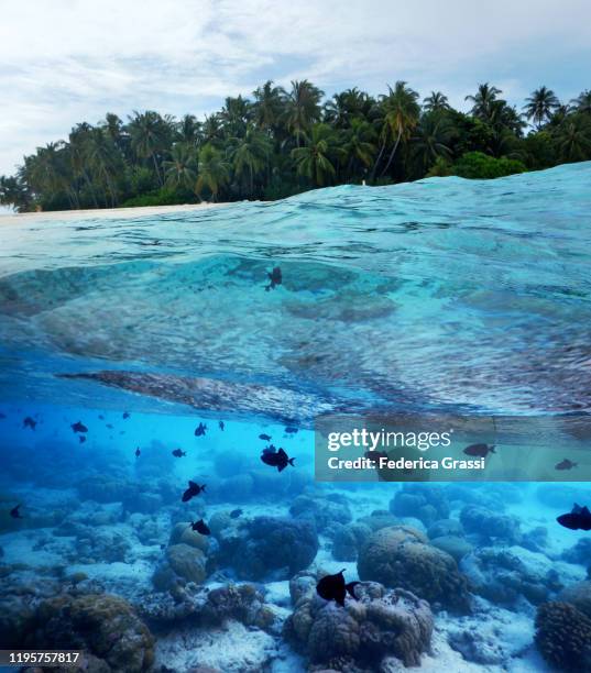 split-level view of fihalhohi island and tropical lagoon, maldives - underwater composite image stock pictures, royalty-free photos & images