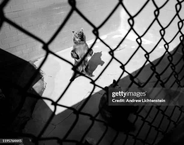 Caged bear begs for food at a small roadside exhibit in September of 2012 in the tourist casino town Cherokee on the Cherokee Reservation in North...