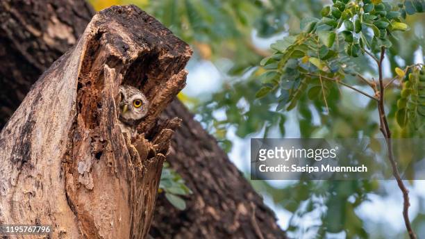 a spotted owl playing peek-a-boo - spotted owl bildbanksfoton och bilder