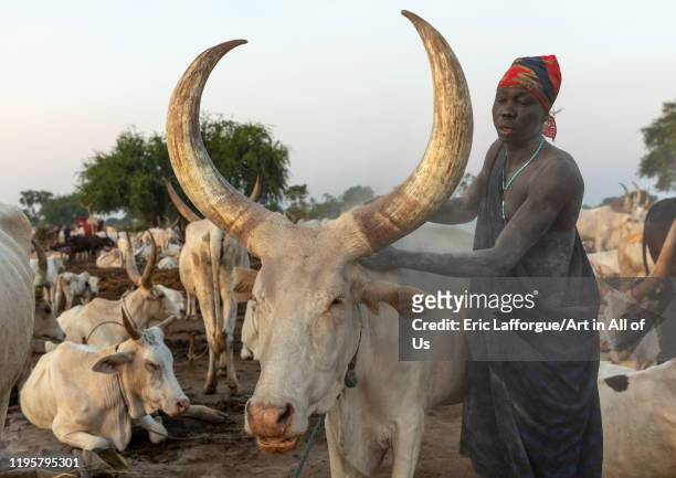 Mundari tribe man covering his cow in ash to repel flies and mosquitoes, Central Equatoria, Terekeka, South Sudan on November 17, 2019 in Terekeka,...