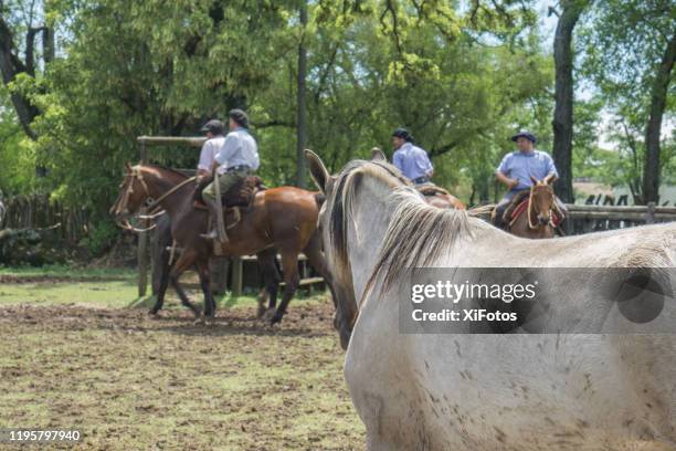 Macho Rural 41 Machos Fotos Stock Photos, High-Res Pictures, and Images - Getty Images