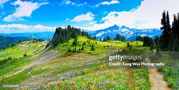 mount rainier summer colors - mount rainier nationalpark stock-fotos und bilder