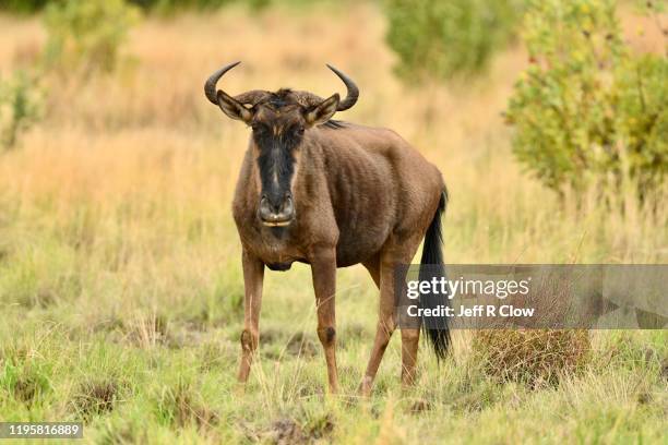 wild wildebeest on photo safari - gnu imagens e fotografias de stock