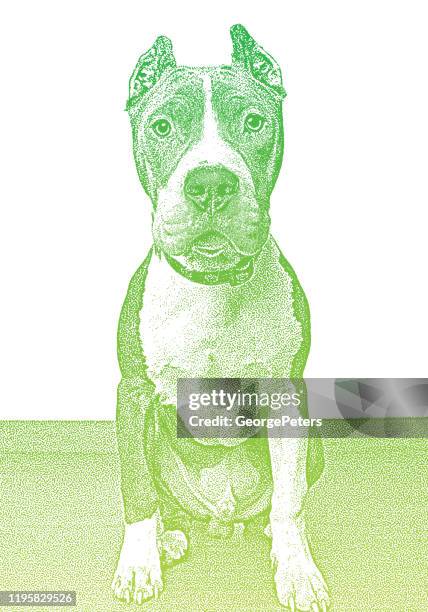 pit bull terrier dog in animal shelter, hoping to be adopted - great depression white background stock illustrations