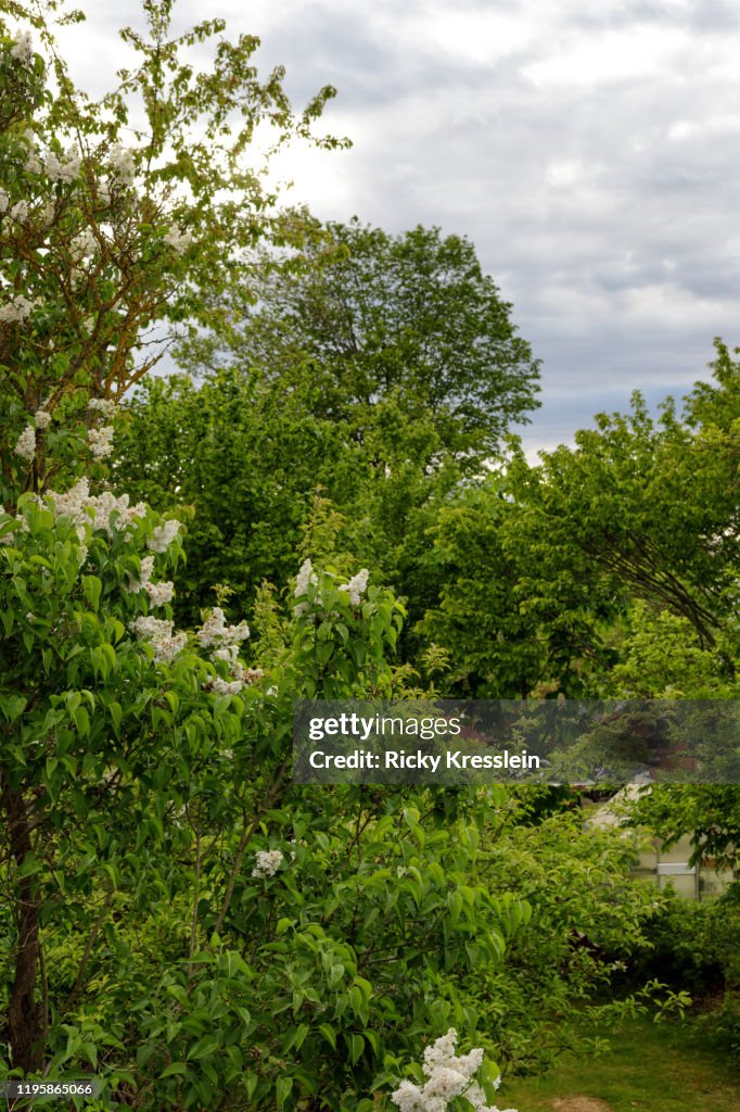 Backyard Trees Blooming in Spring