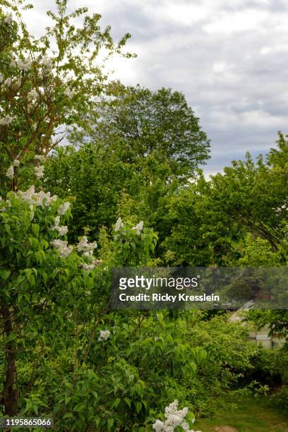 backyard trees blooming in spring - ricky kresslein stock-fotos und bilder
