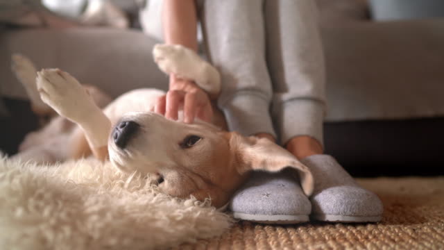 4K UHDTV footage of Beagle dog female owner caress stroking her pet lying on the back on natural stroking dog on the floor and enjoying the warm home atmosphere.