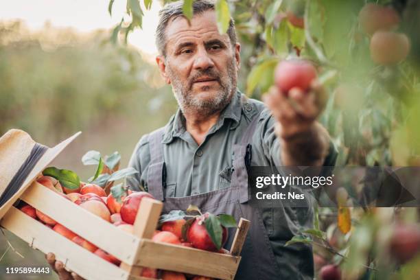 verticale d'un cueilleur de pomme dans un verger - regarder une pomme photos et images de collection