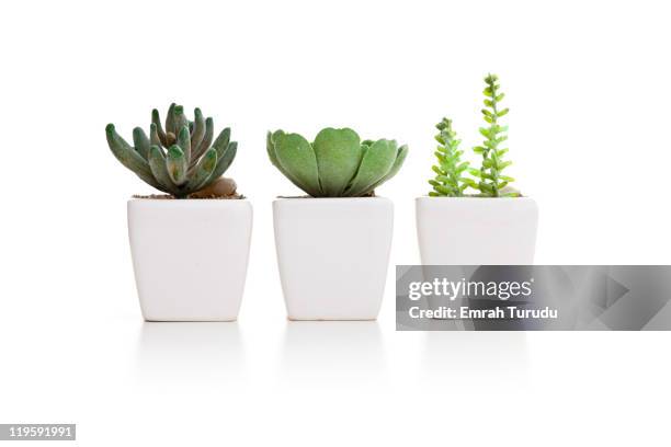 three varieties of mini cactus in pots - cactus white background stock-fotos und bilder